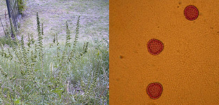 Fig. 2. Ragweed – the plant and the pollen (source: http://prevalerg.umft.ro/)
